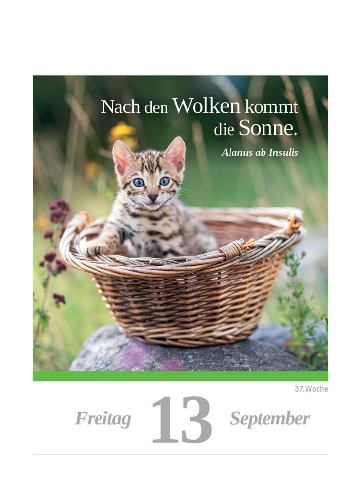 Bild: 9783517102108 | Eine Katze für jeden Tag 2024 - Tagesabreißkalender zum Aufstellen...