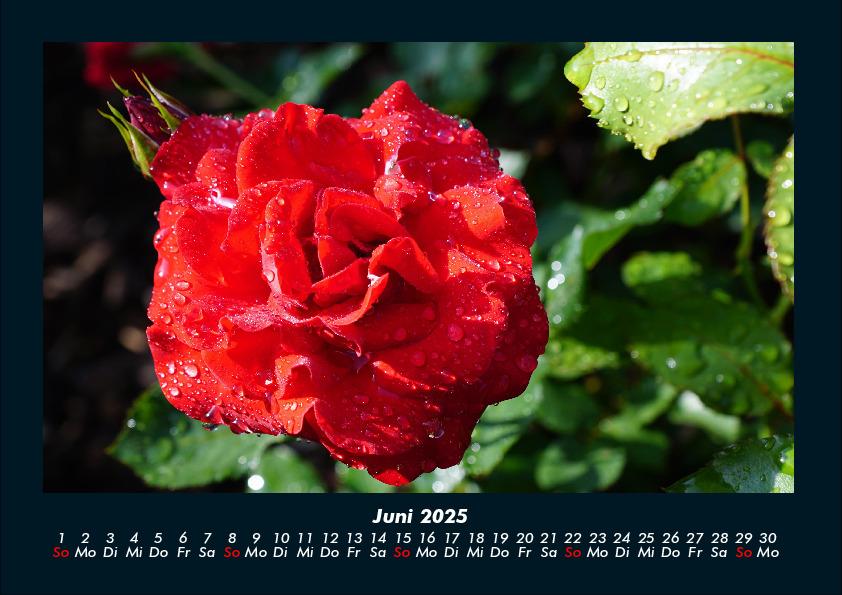 Bild: 9783755981671 | Rosen-Kalender 2025 Fotokalender DIN A4 | Tobias Becker | Kalender