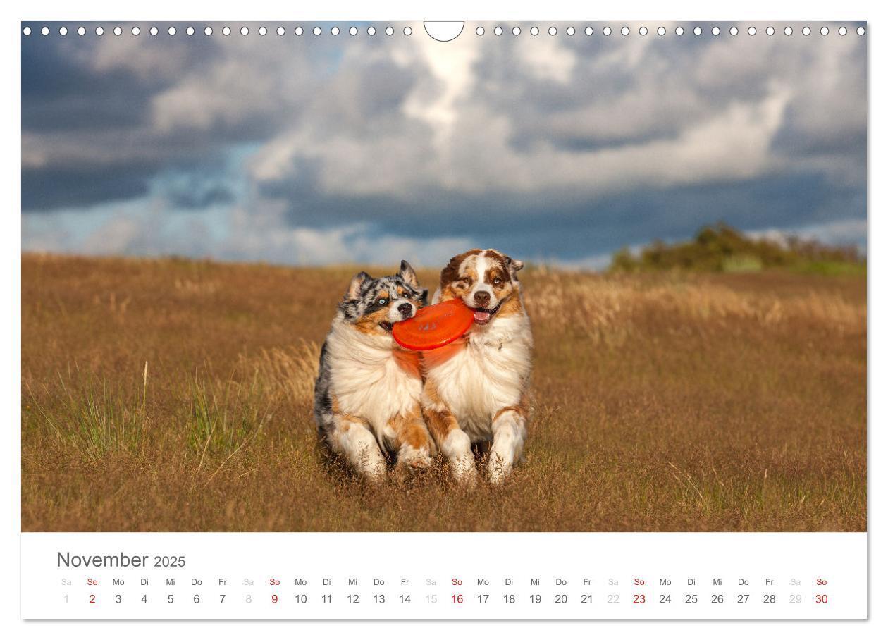 Bild: 9783435672639 | Australian Shepherd 2025 (Wandkalender 2025 DIN A3 quer), CALVENDO...