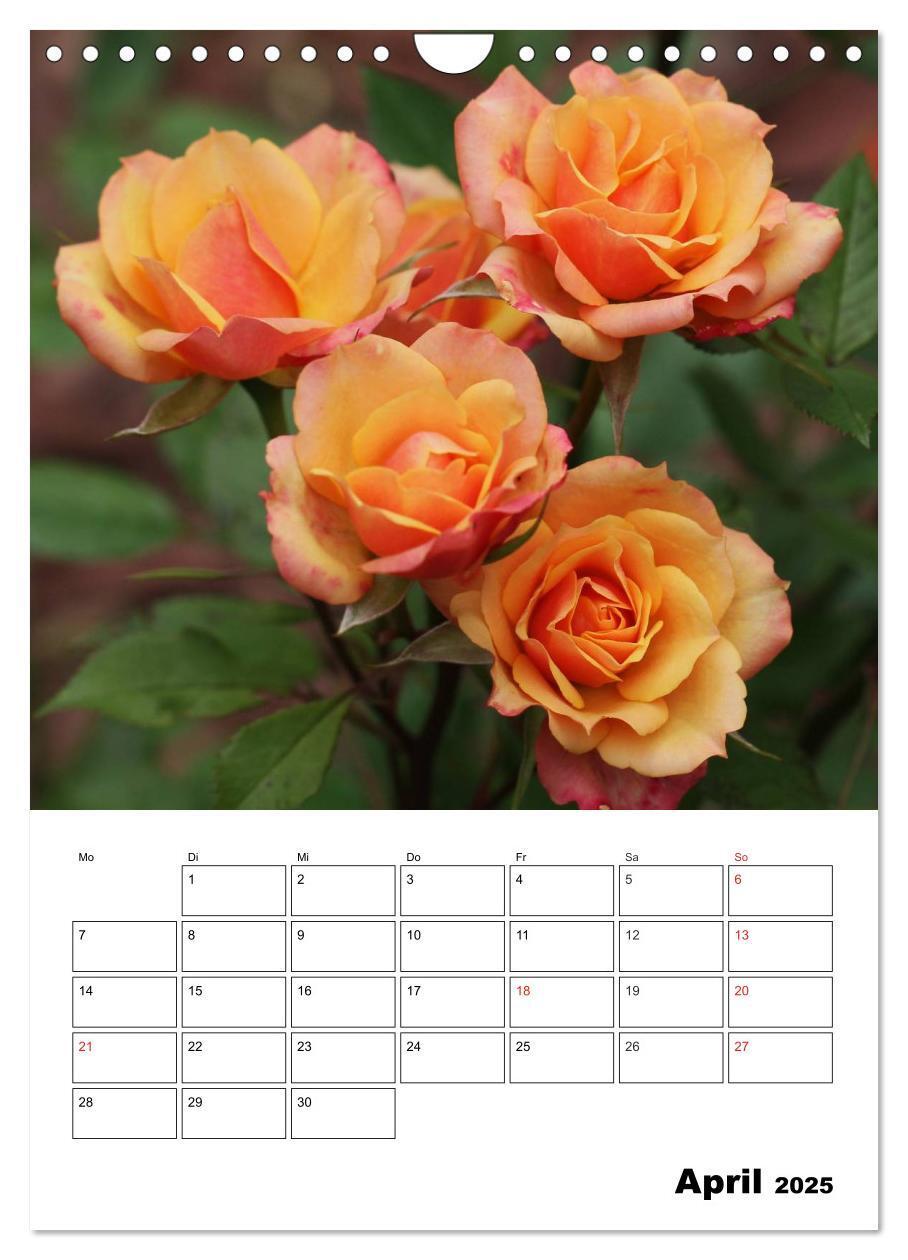 Bild: 9783457022283 | Zauberhafte Rosen (Wandkalender 2025 DIN A4 hoch), CALVENDO...