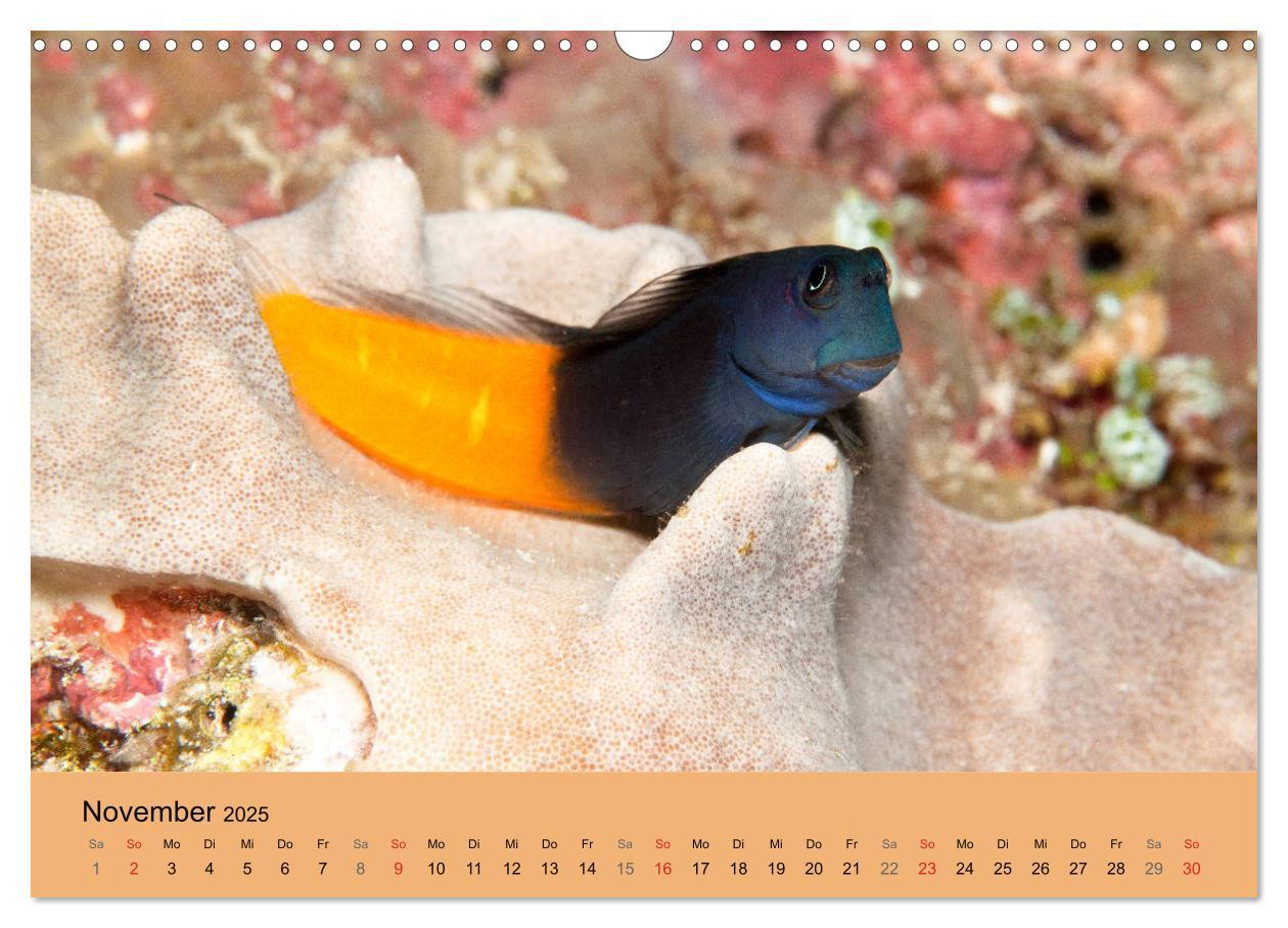 Bild: 9783435678242 | Meerestiere unter der Lupe - Unterwasserkalender (Wandkalender 2025...