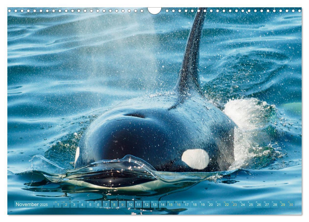 Bild: 9783383864605 | Orcas: Schwarz-weiße Giganten (Wandkalender 2025 DIN A3 quer),...