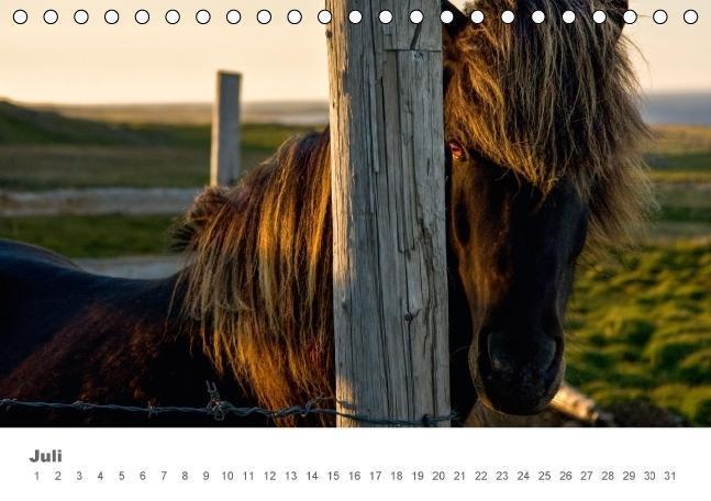 Bild: 9783664659449 | Islandpferde: Gefährten der Wikinger (Tischkalender immerwährend...