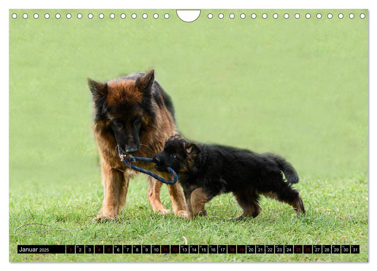 Bild: 9783383860904 | Langstockhaar - Schäferhund - Babys (Wandkalender 2025 DIN A4...