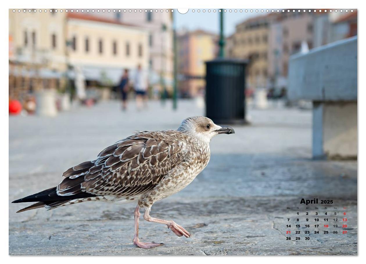 Bild: 9783435570232 | Wie ein Vogel in Rovinj! (Wandkalender 2025 DIN A2 quer), CALVENDO...