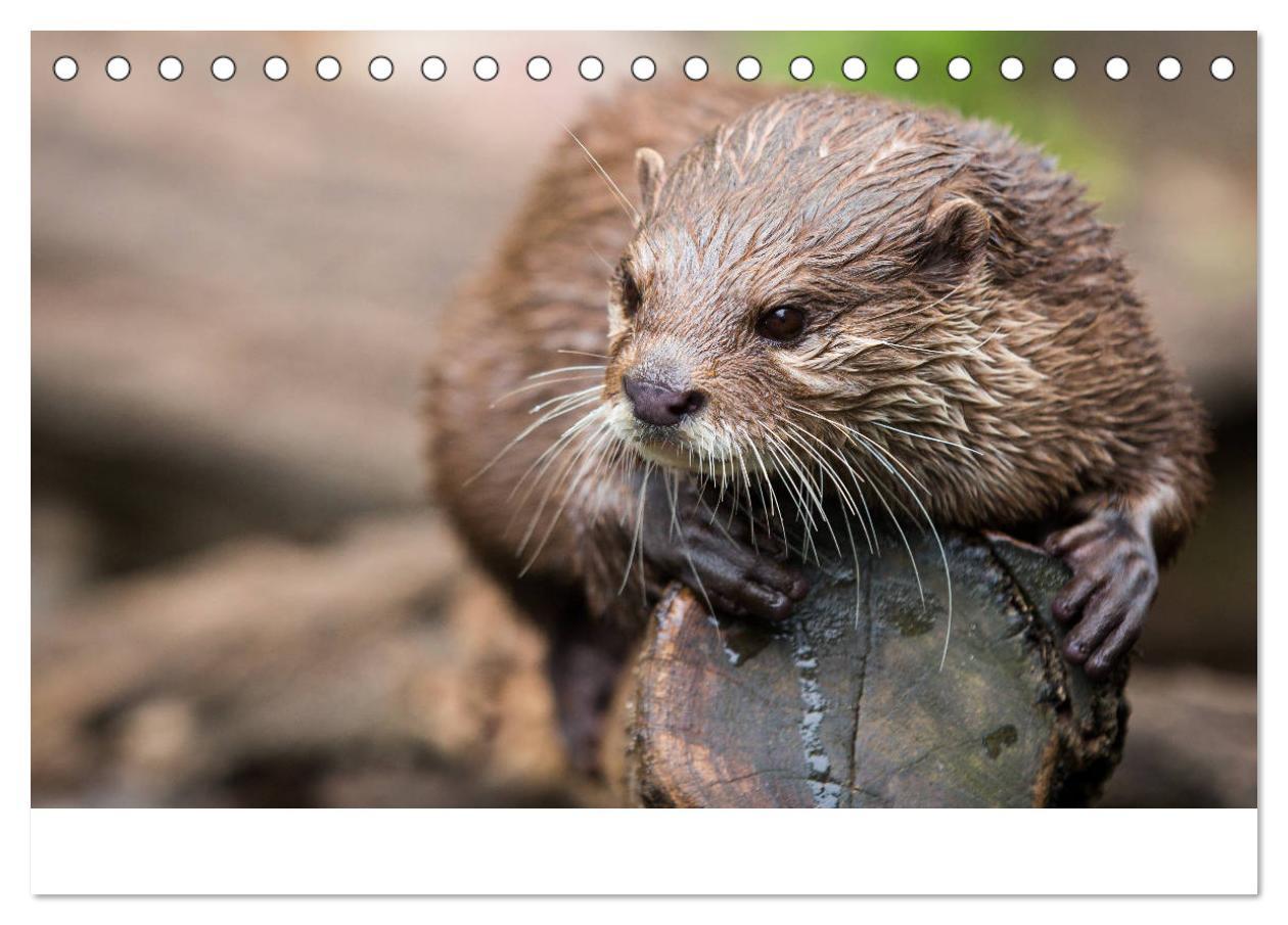 Bild: 9783435372102 | Otter - Jäger an Flüssen und Seen (Tischkalender 2025 DIN A5 quer),...