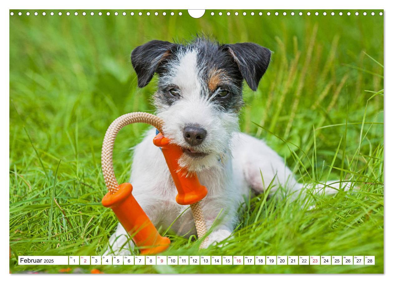 Bild: 9783435250462 | 100000 Volt auf vier Pfoten - Jack und Parson Russell Terrier...