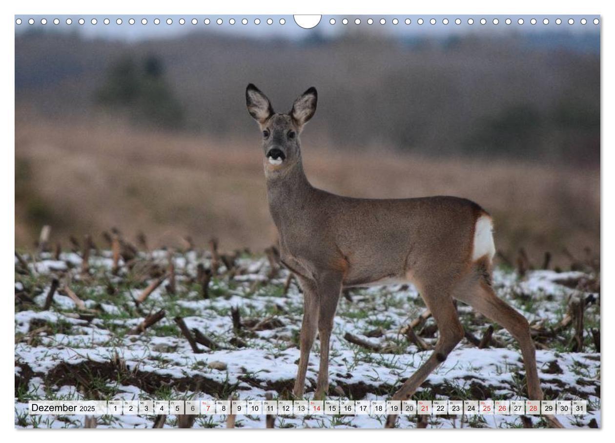 Bild: 9783435605927 | Wildtiere. Heimische Schönheiten (Wandkalender 2025 DIN A3 quer),...