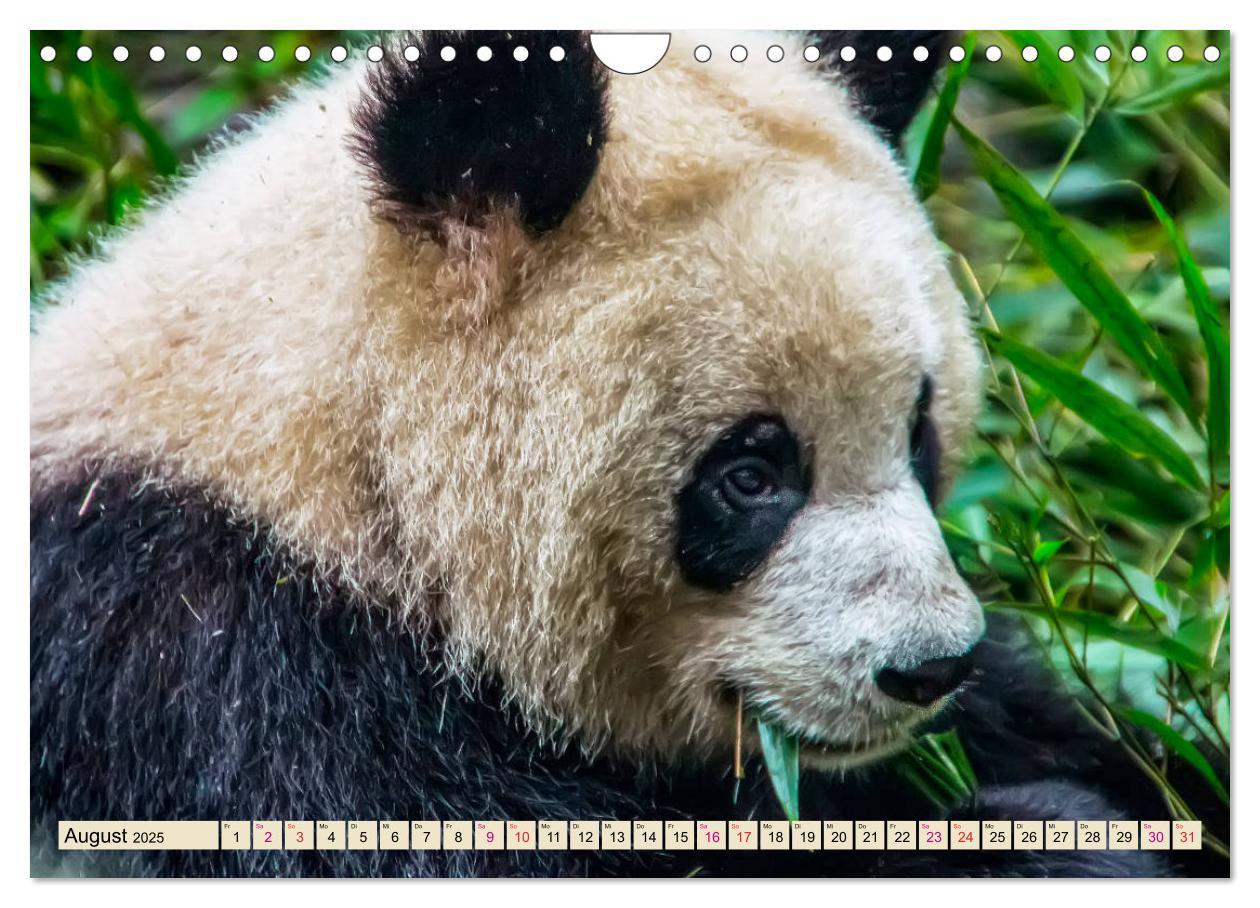 Bild: 9783435372058 | Niedlicher Panda (Wandkalender 2025 DIN A4 quer), CALVENDO...