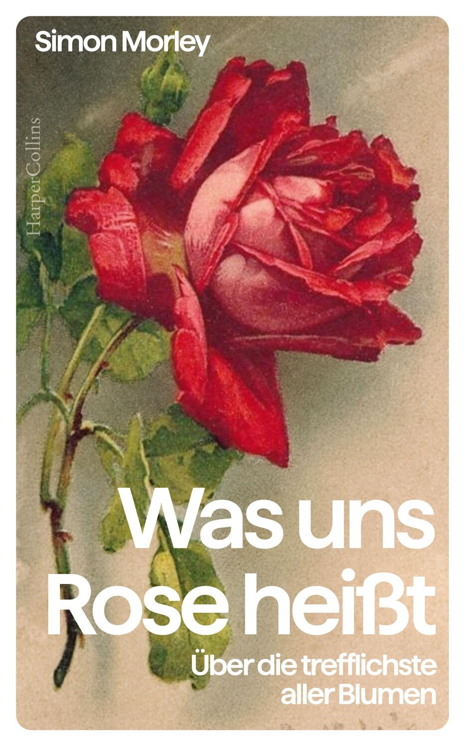 Cover: 9783365005217 | Was uns Rose heißt. Über die trefflichste aller Blumen | Simon Morley