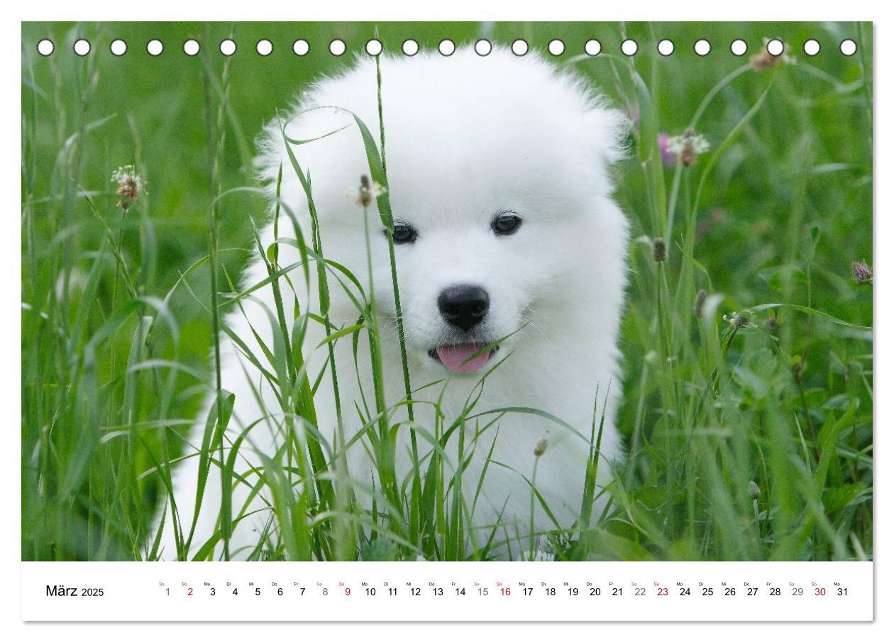 Bild: 9783435718276 | Samojeden Welpen (Tischkalender 2025 DIN A5 quer), CALVENDO...