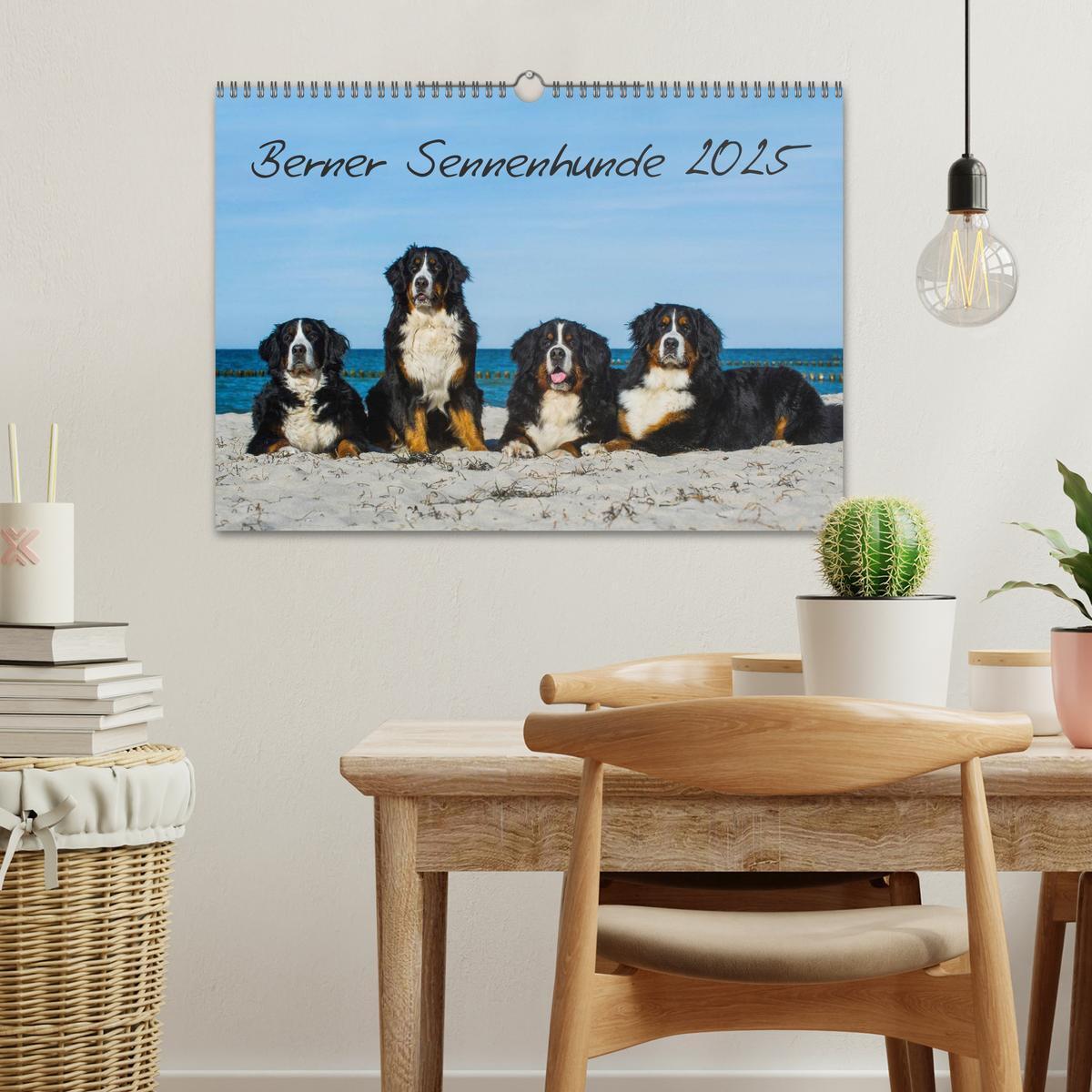 Bild: 9783435770465 | Berner Sennenhund 2025 (Wandkalender 2025 DIN A3 quer), CALVENDO...