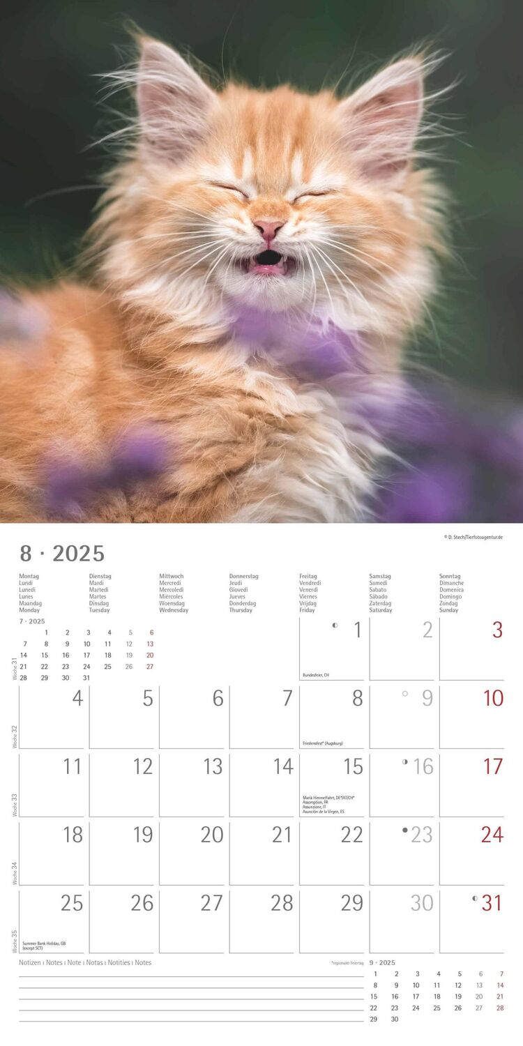 Bild: 4251732340827 | Funny Cats 2025 - Broschürenkalender 30x30 cm (30x60 geöffnet) -...