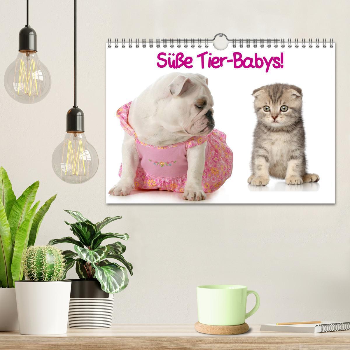 Bild: 9783435725809 | Süße Tier-Babys! (Wandkalender 2025 DIN A4 quer), CALVENDO...