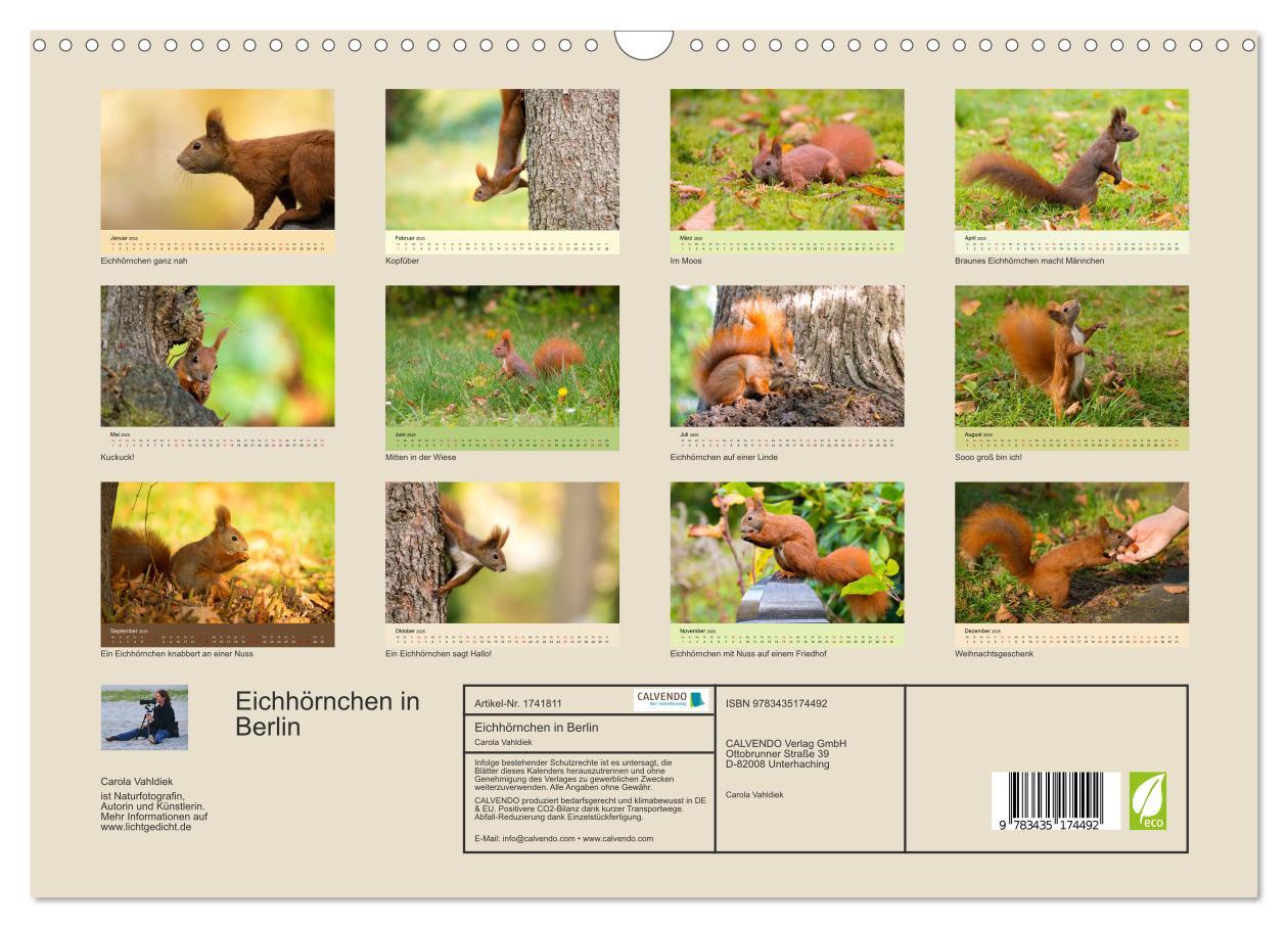 Bild: 9783435174492 | Eichhörnchen in Berlin (Wandkalender 2025 DIN A3 quer), CALVENDO...