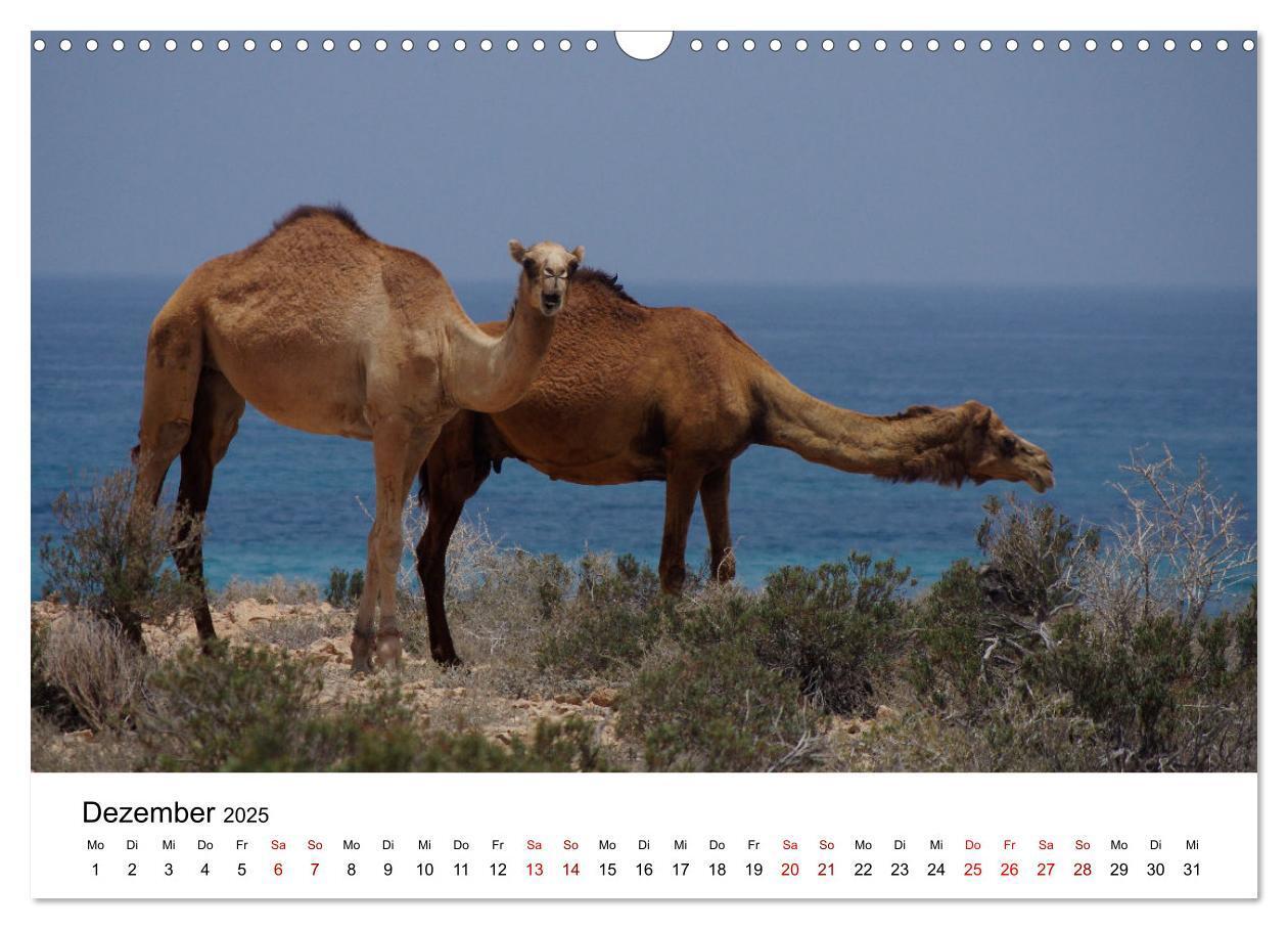 Bild: 9783435072354 | KAMELE... eine Reise durch den Oman. (Wandkalender 2025 DIN A3...