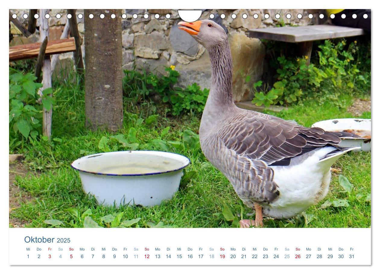 Bild: 9783435494507 | Tierisches Leben auf dem Bauernhof 2025 (Wandkalender 2025 DIN A4...