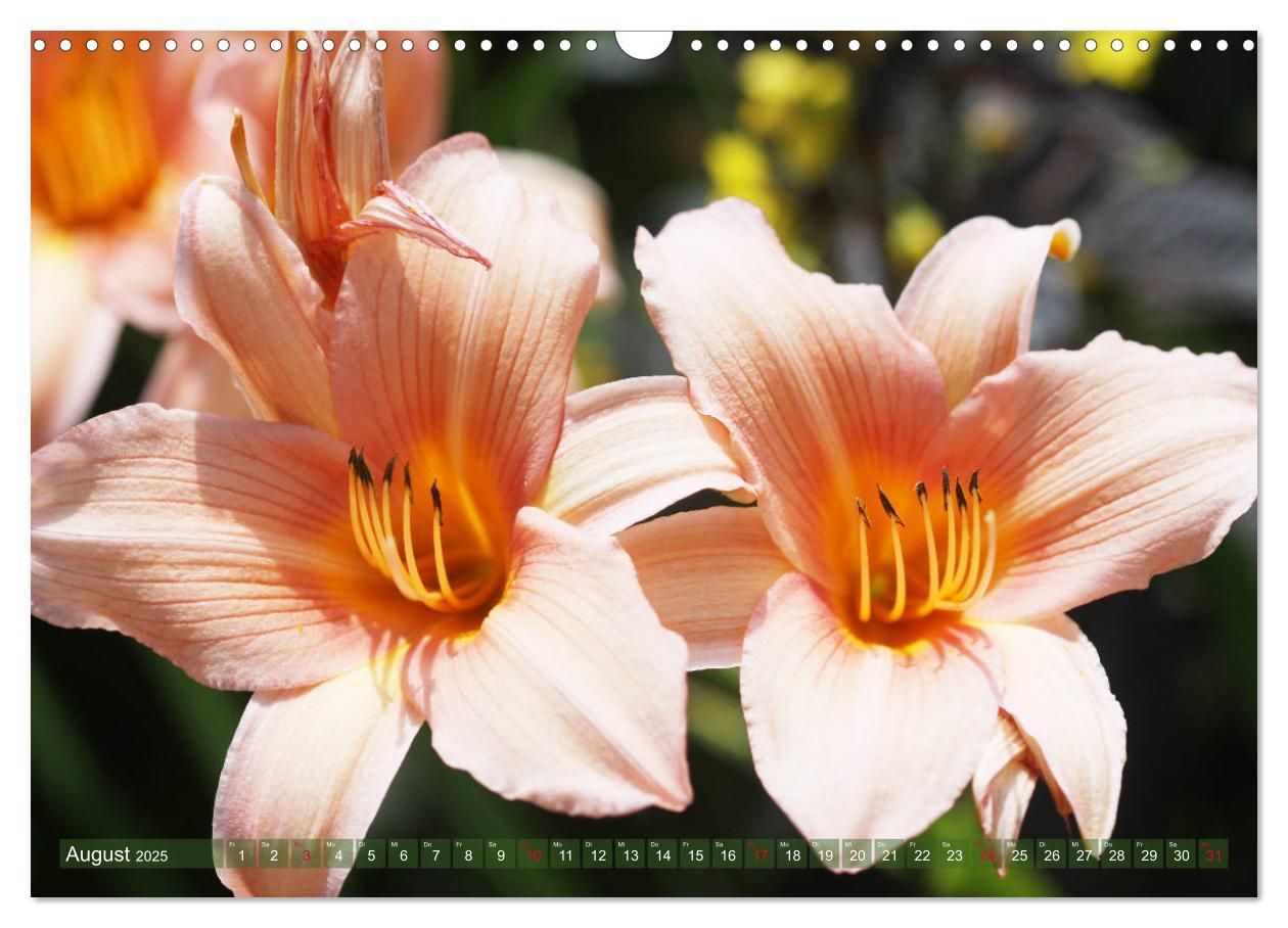 Bild: 9783435296583 | Taglilien im Garten (Wandkalender 2025 DIN A3 quer), CALVENDO...