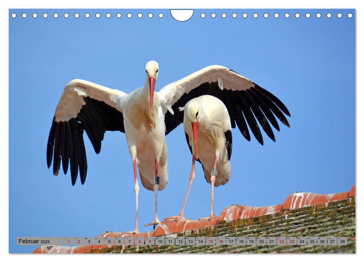 Bild: 9783435145720 | Zu Gast bei Familie Storch (Wandkalender 2025 DIN A4 quer),...