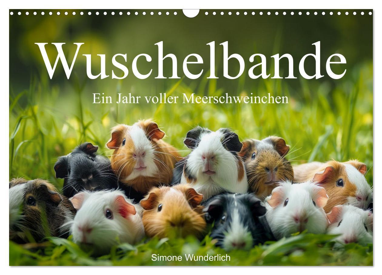 Cover: 9783383812293 | Wuschelbande - Ein Jahr voller Meerschweinchen (Wandkalender 2025...