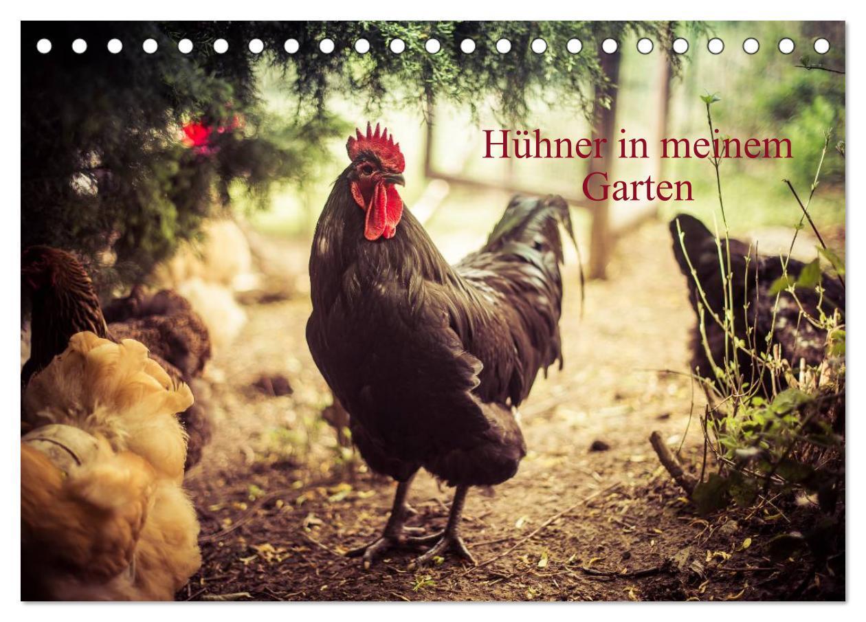 Cover: 9783675892439 | Hühner in meinem Garten (Tischkalender 2024 DIN A5 quer), CALVENDO...