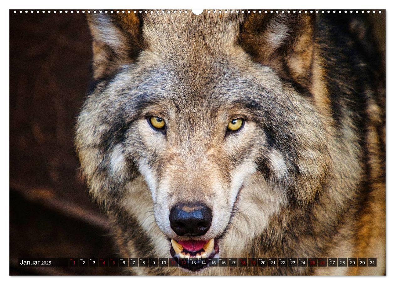 Bild: 9783435259519 | Begegnung mit dem Wolf (hochwertiger Premium Wandkalender 2025 DIN...