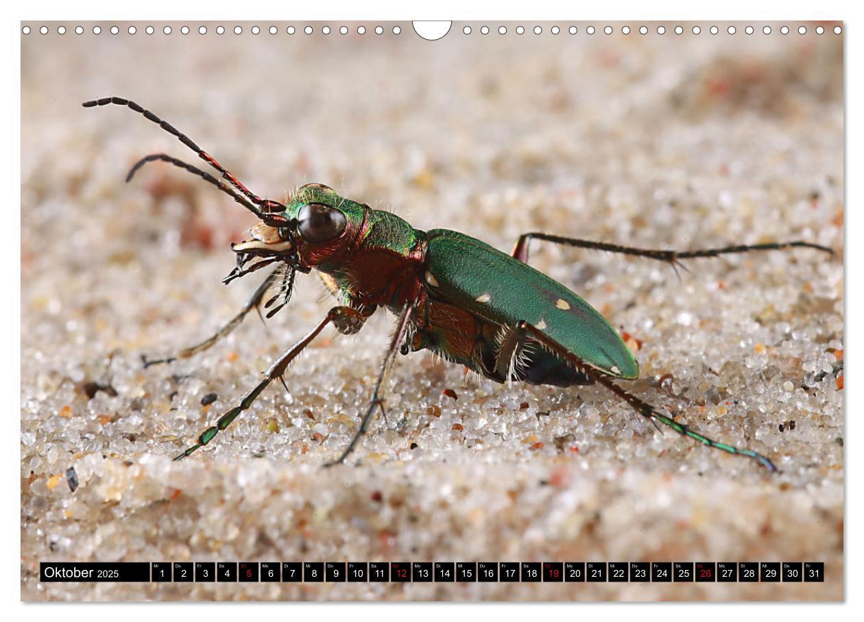 Bild: 9783435076949 | LAUFKÄFER - CARABIDAE (Wandkalender 2025 DIN A3 quer), CALVENDO...