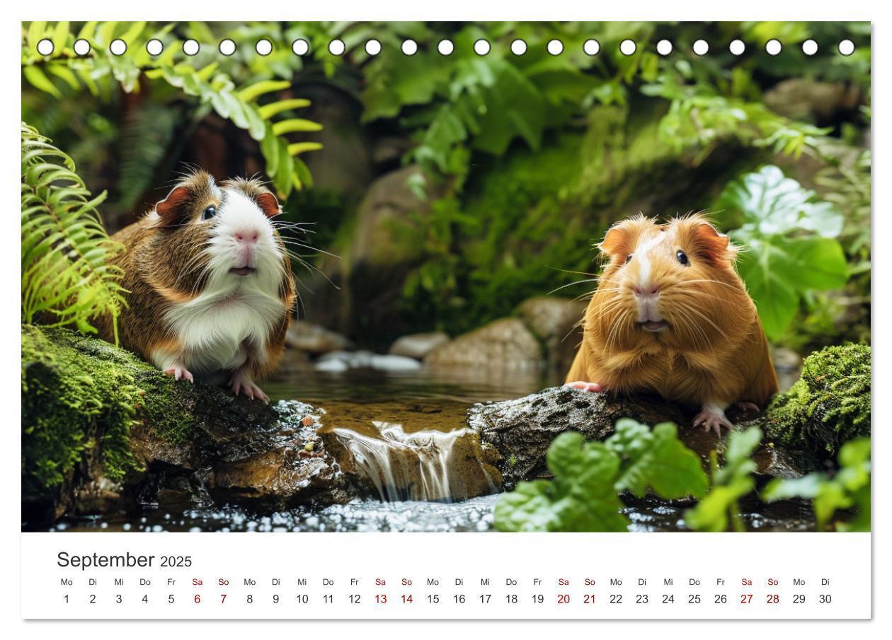 Bild: 9783383812378 | Wuschelbande - Ein Jahr voller Meerschweinchen (Tischkalender 2025...