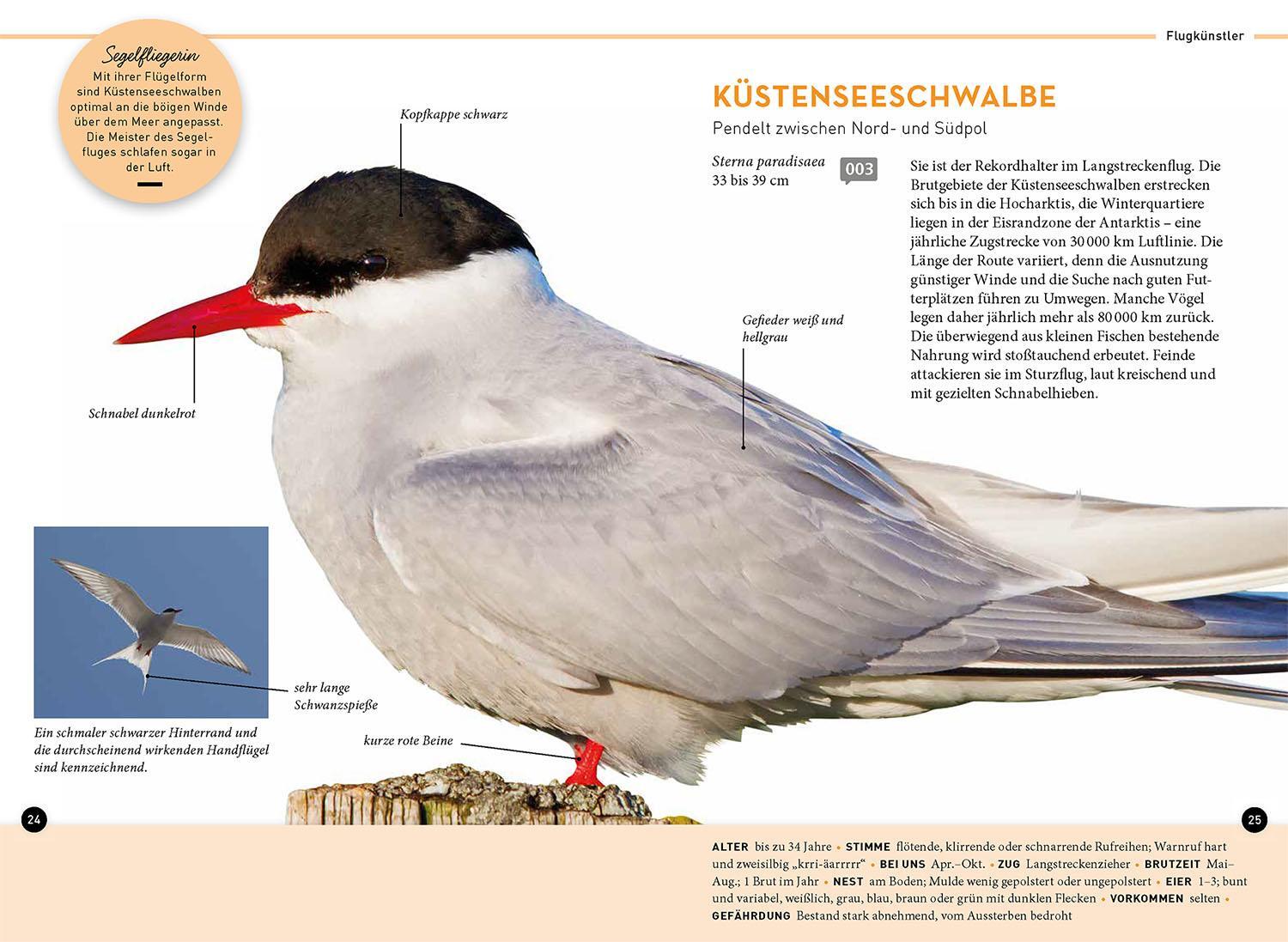 Bild: 9783440176603 | Lieblingsvögel | Daniela Strauß | Taschenbuch | 128 S. | Deutsch