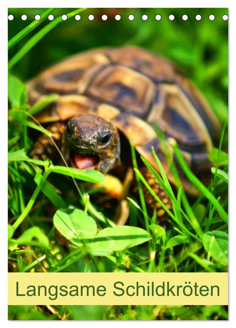 Cover: 9783383240515 | Langsame Schildkröten (Tischkalender 2024 DIN A5 hoch), CALVENDO...