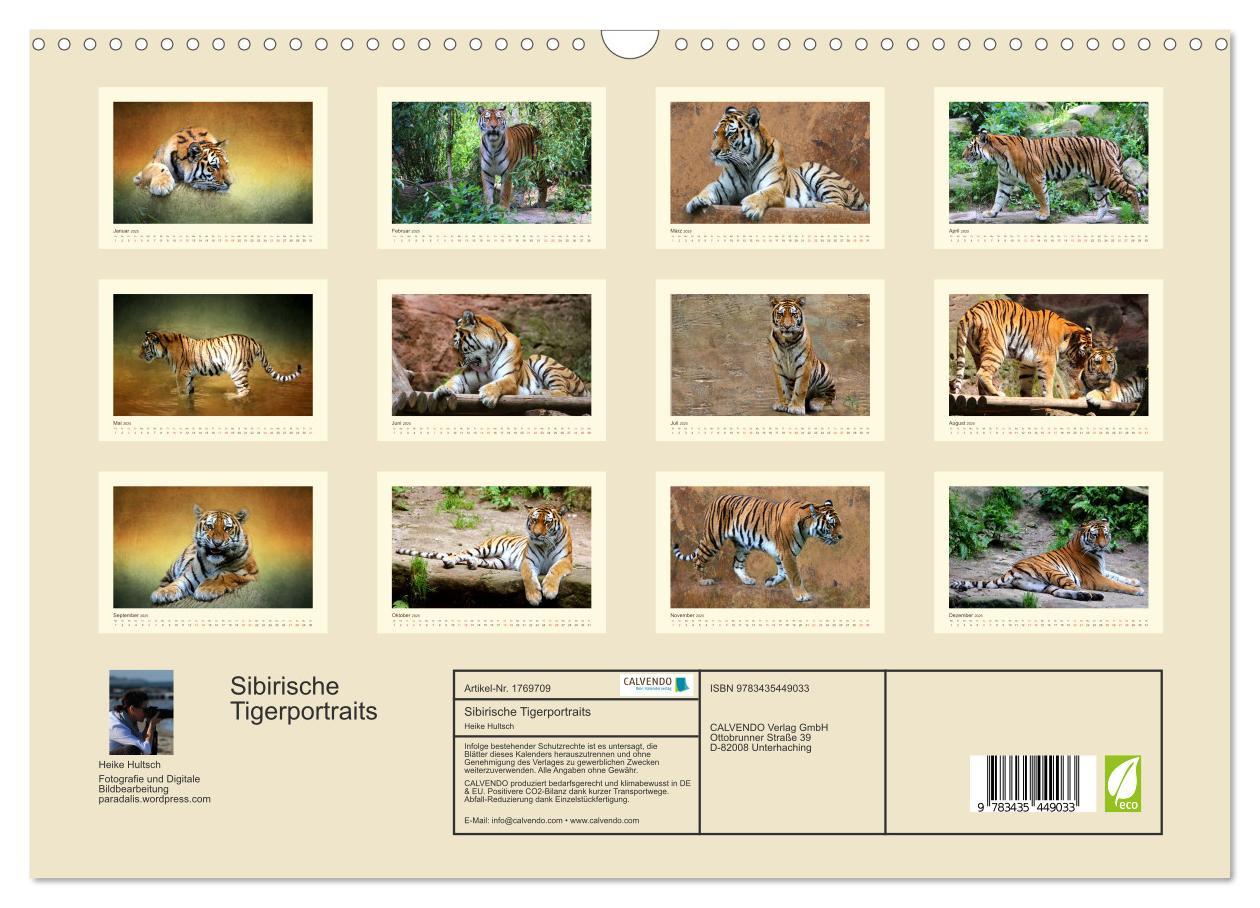 Bild: 9783435449033 | Sibirische Tigerportraits (Wandkalender 2025 DIN A3 quer), CALVENDO...