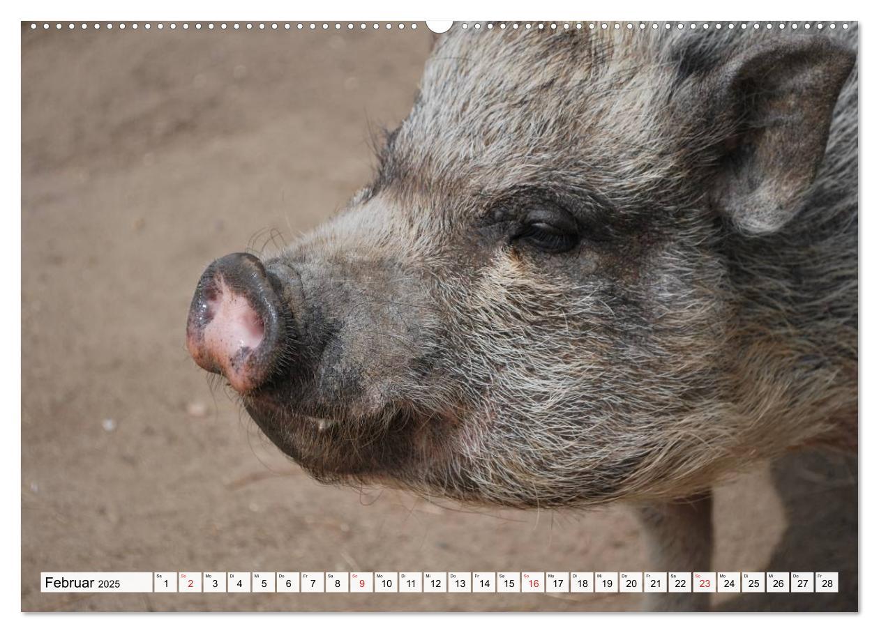 Bild: 9783435601400 | Von Säuen die Schwein haben! (Wandkalender 2025 DIN A2 quer),...