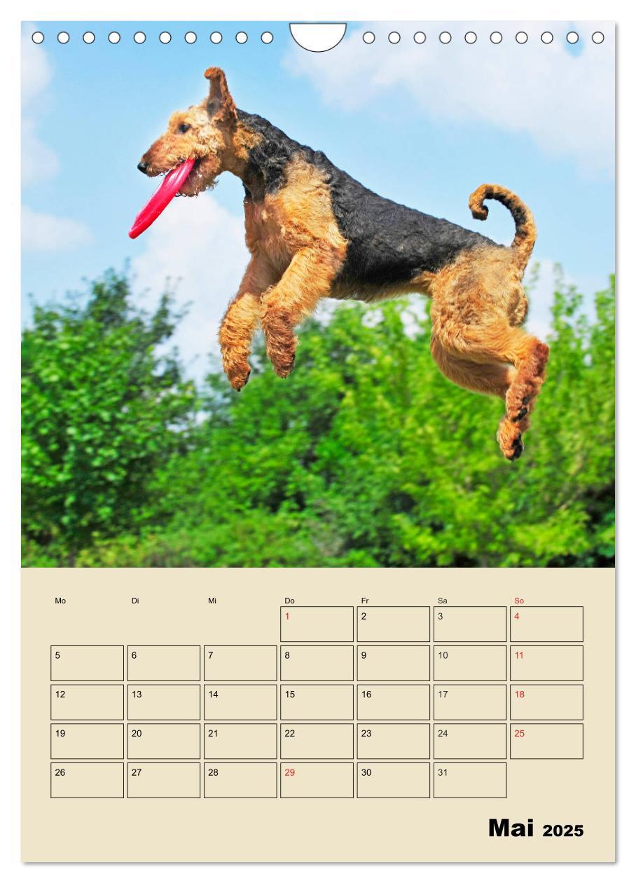 Bild: 9783435960866 | Airedale Terrier - Temperament auf 4 Pfoten (Wandkalender 2025 DIN...