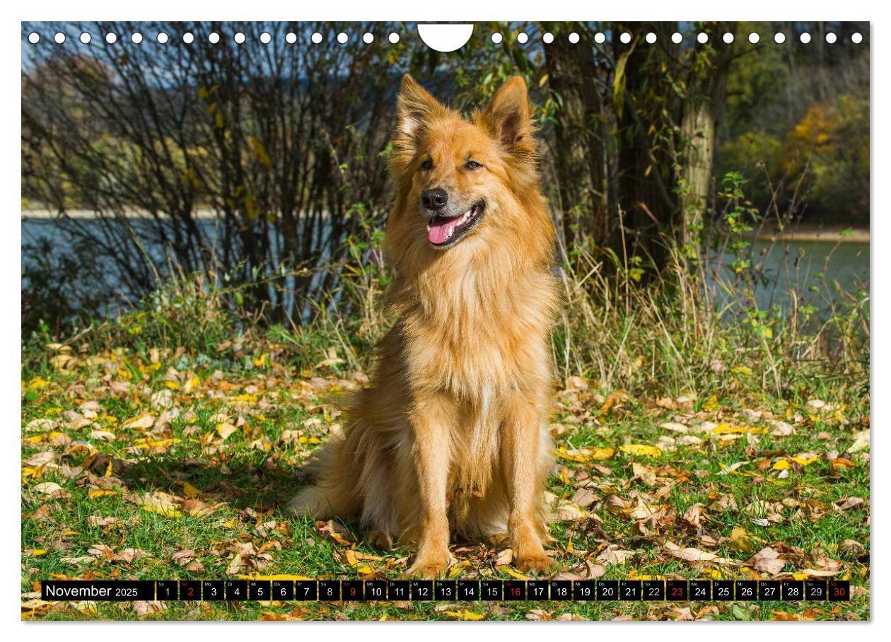 Bild: 9783435573011 | Altdeutsche Hütehunde - Fast vergessen (Wandkalender 2025 DIN A4...