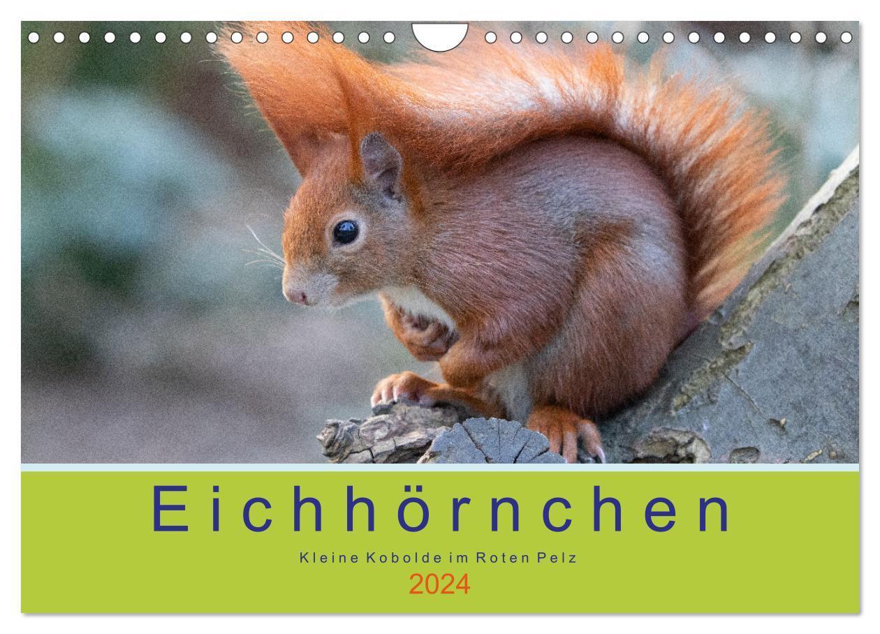 Cover: 9783383373213 | Eichhörnchen - Kleine Kobolde im Roten Pelz (Wandkalender 2024 DIN...