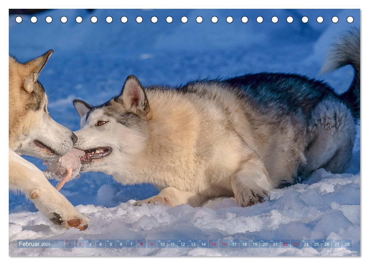 Bild: 9783435213283 | Alaskan Malamute in seinem Element (Tischkalender 2025 DIN A5...