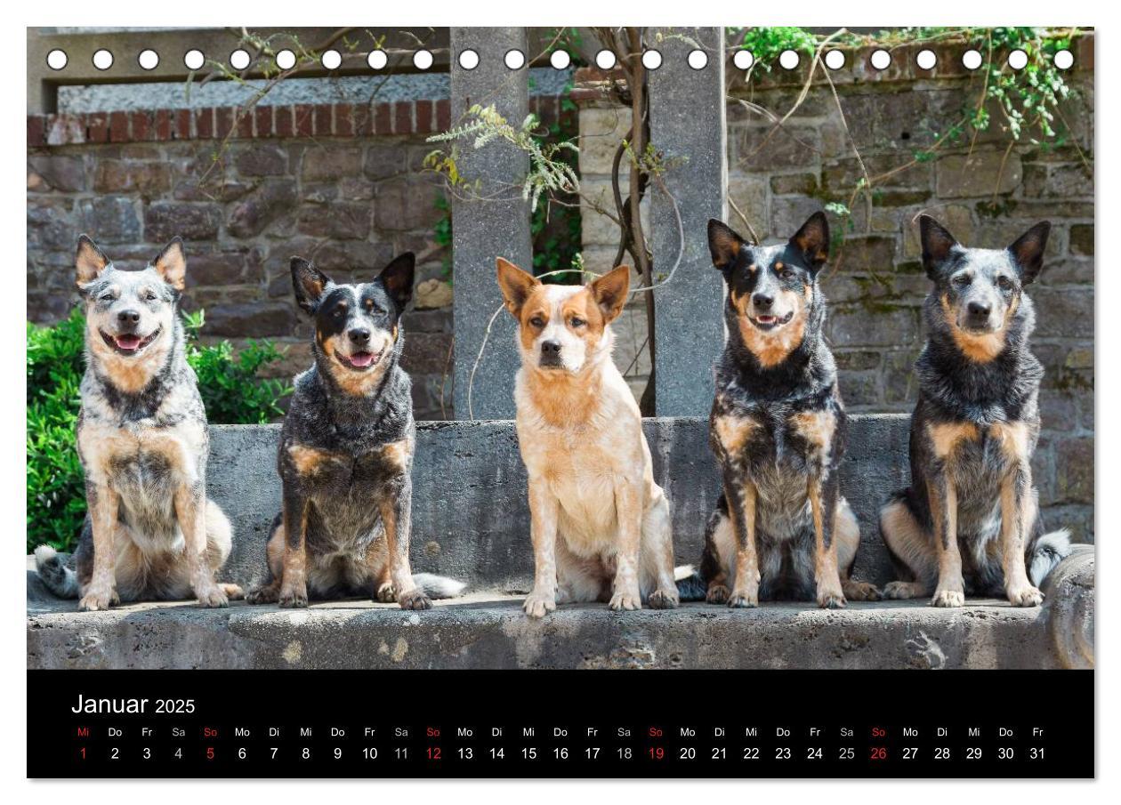 Bild: 9783435462421 | Australian Cattle Dogs zwischen Kunst und Kultur (Tischkalender...