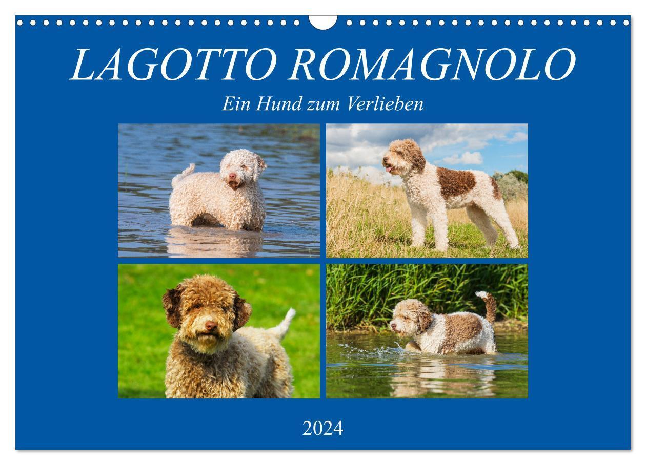 Cover: 9783383100215 | Lagotto Romagnolo - Ein Hund zum Verlieben (Wandkalender 2024 DIN...