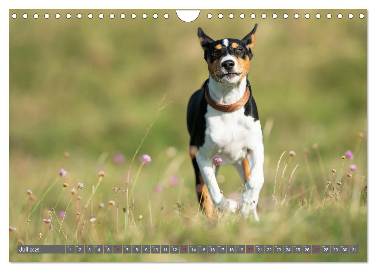 Bild: 9783457195598 | Der Basenji (Wandkalender 2025 DIN A4 quer), CALVENDO Monatskalender