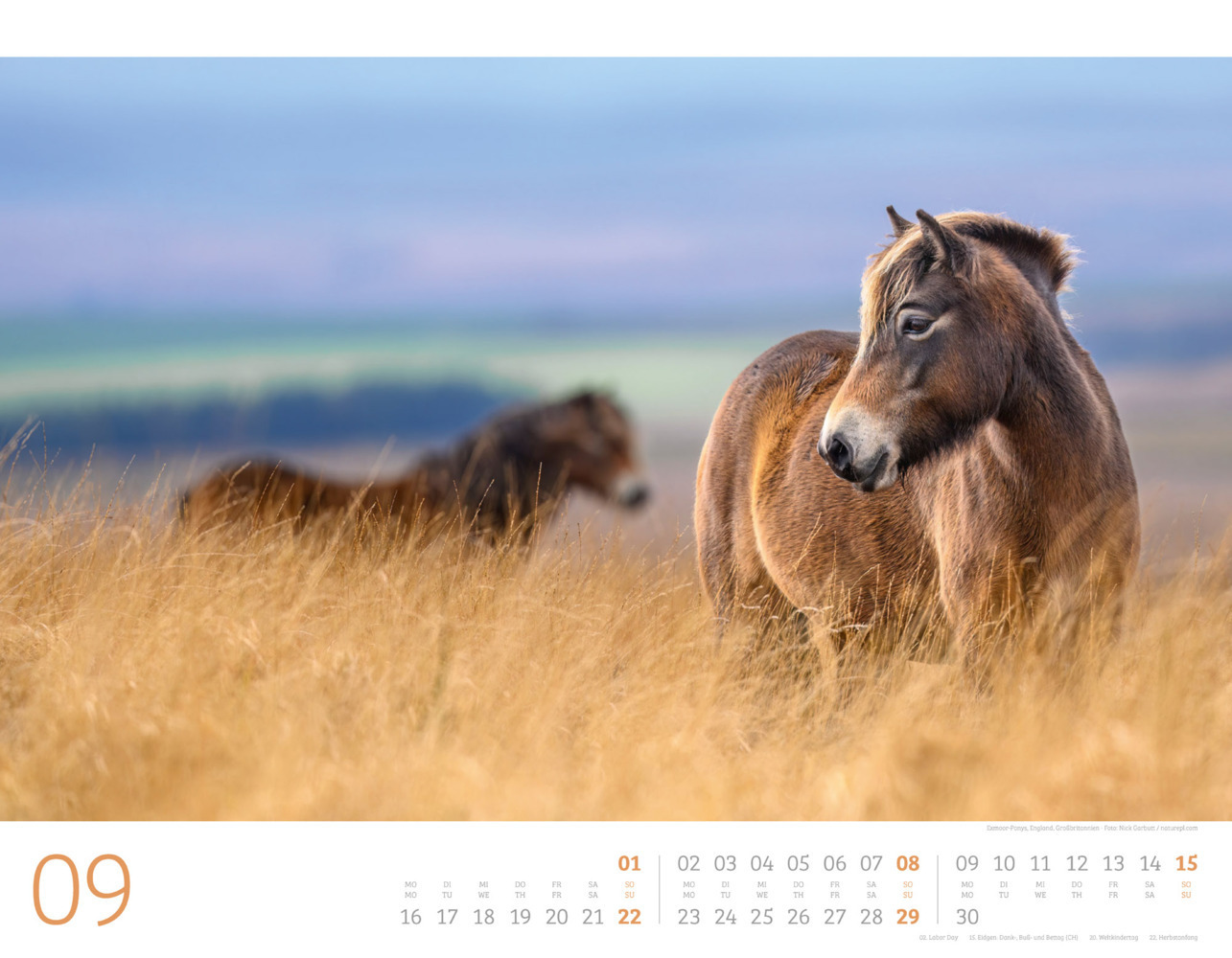 Bild: 9783838434087 | Wilde Pferde Kalender 2024 | Ackermann Kunstverlag | Kalender | 14 S.