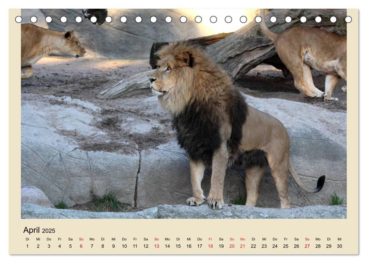 Bild: 9783435756759 | Löwen im Tierpark Hagenbeck (Tischkalender 2025 DIN A5 quer),...