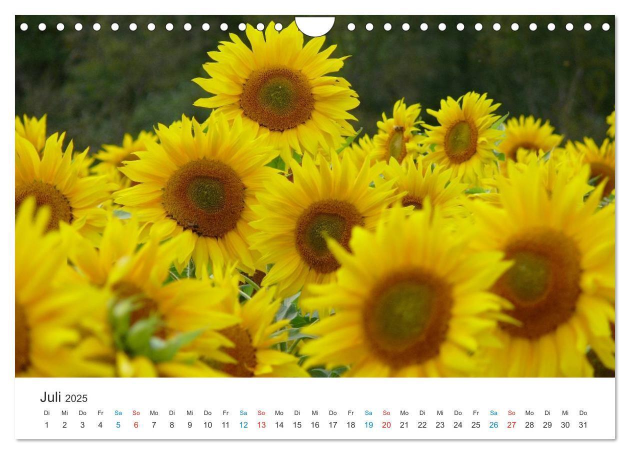 Bild: 9783435788514 | Sonnenblumen 2025 (Wandkalender 2025 DIN A4 quer), CALVENDO...