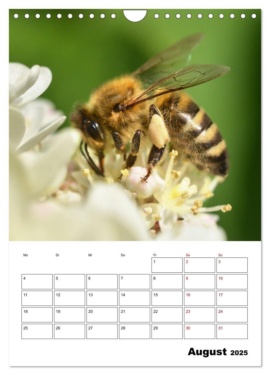 Bild: 9783435879731 | Hummeln und Bienen Terminplaner (Wandkalender 2025 DIN A4 hoch),...