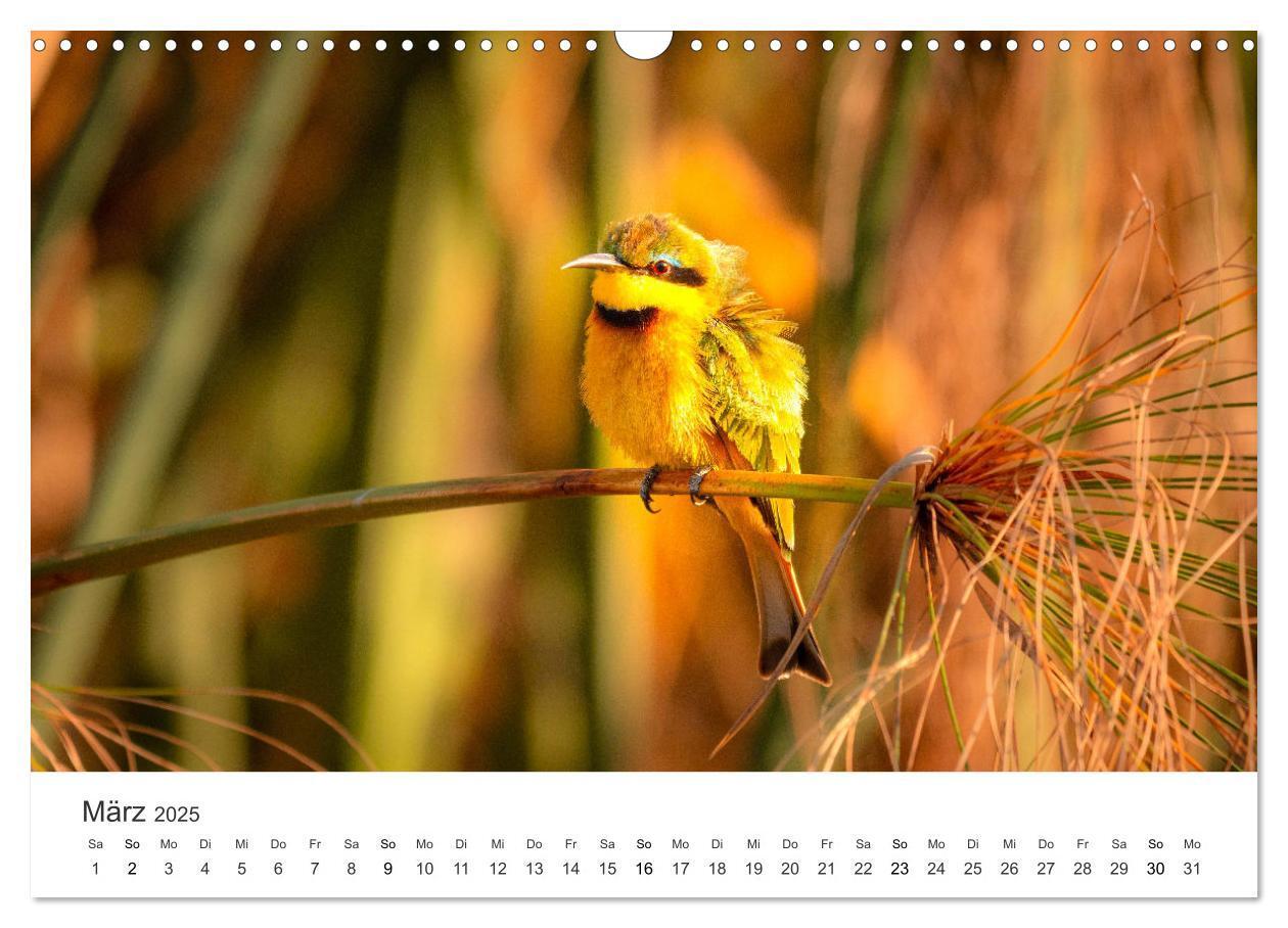 Bild: 9783383957031 | Botswana - Grandiose Wildnis (Wandkalender 2025 DIN A3 quer),...