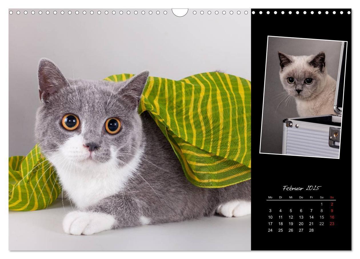 Bild: 9783435772926 | Britisch Kurzhaar Katzen (Wandkalender 2025 DIN A3 quer), CALVENDO...