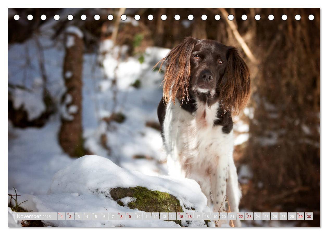 Bild: 9783435268429 | Passion Jagdhund - Kleiner Münsterländer (Tischkalender 2025 DIN A5...