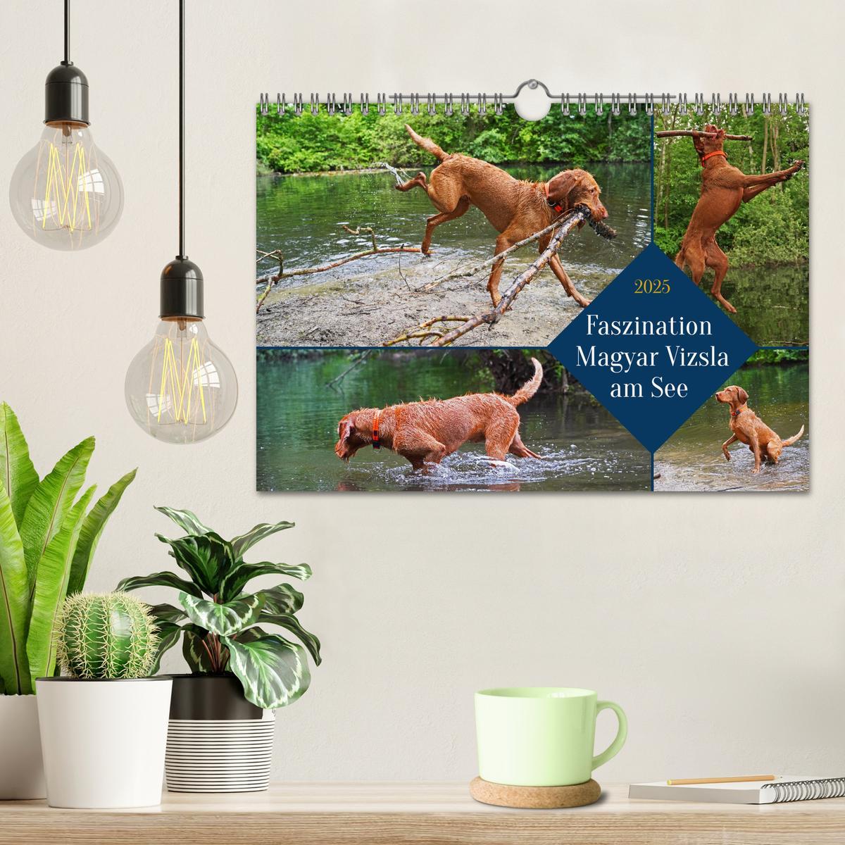 Bild: 9783383962295 | Faszination Magyar Vizsla am See (Wandkalender 2025 DIN A4 quer),...