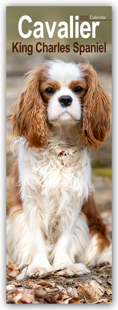 Cover: 9781804605011 | Cavalier King Charles Spaniels 2025 | Avonside Publishing Ltd | 14 S.