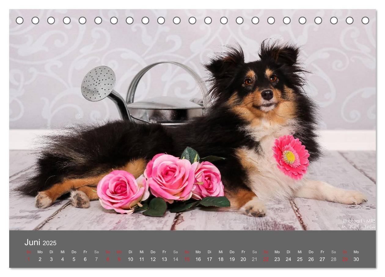 Bild: 9783435709786 | Shelties : Charmeure auf 4 Pfoten (Tischkalender 2025 DIN A5 quer),...