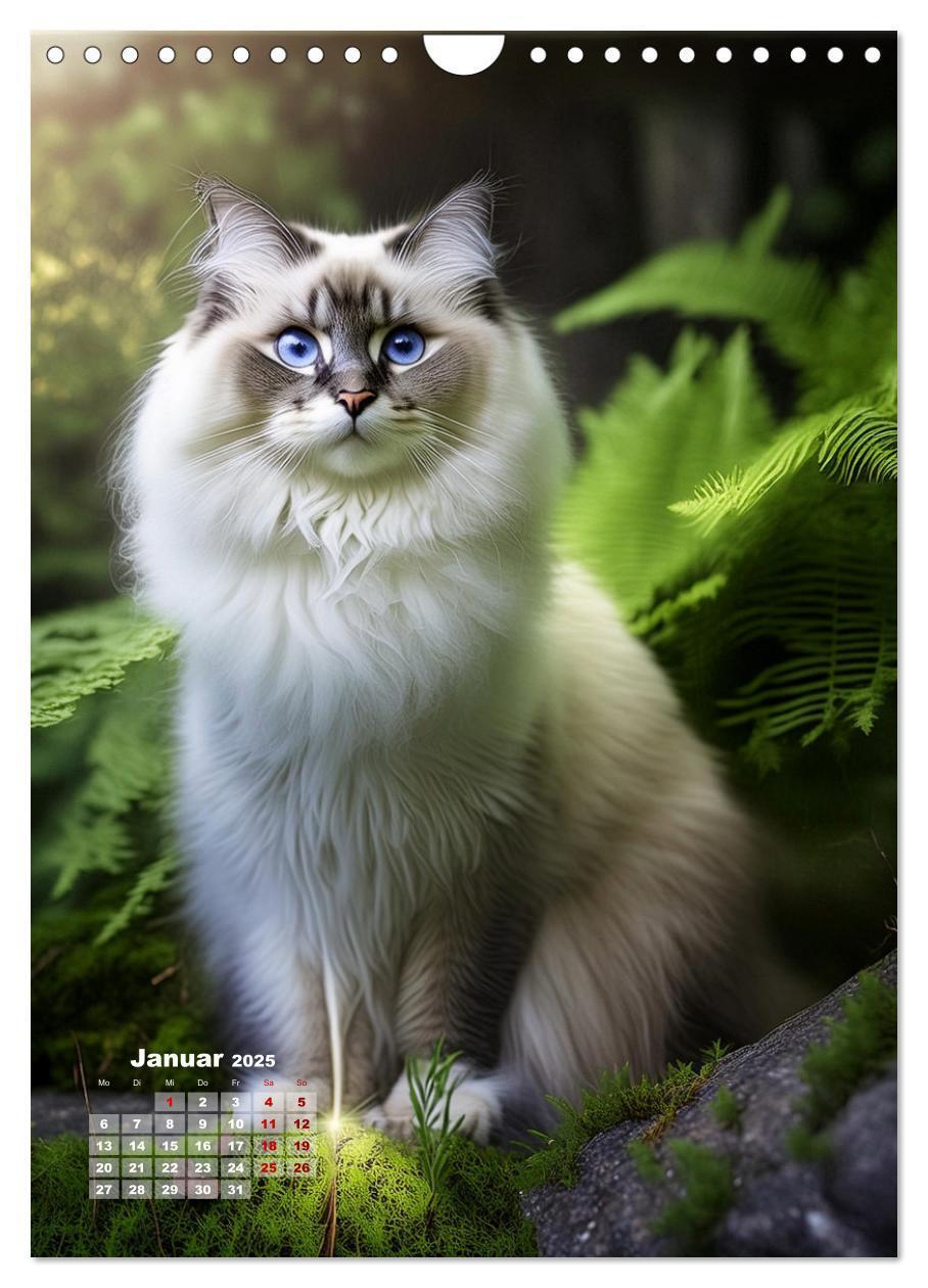 Bild: 9783383833274 | Pfotenabenteuer - Ragdolls in der Natur (Wandkalender 2025 DIN A4...